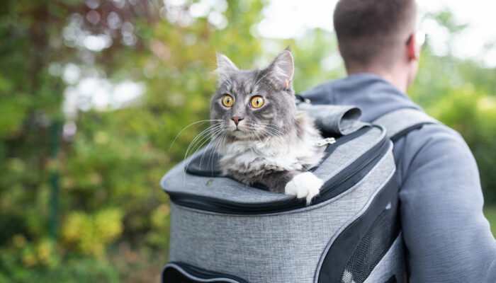 10 Important Items to Carry When Traveling with Pets