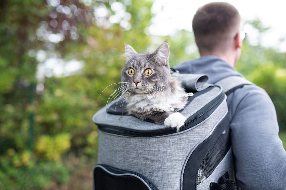 10 Important Items to Carry When Traveling with Pets