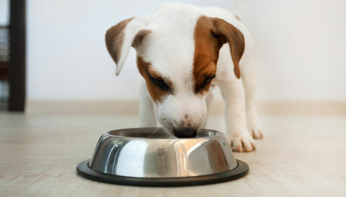 6 Handy Tips When Shopping for Dog Food