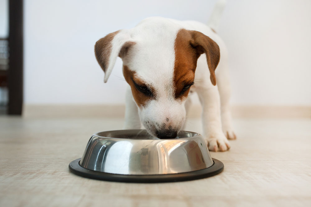 6 Handy Tips When Shopping for Dog Food