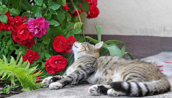 8 Pet Toxicity Signs and Symptoms
