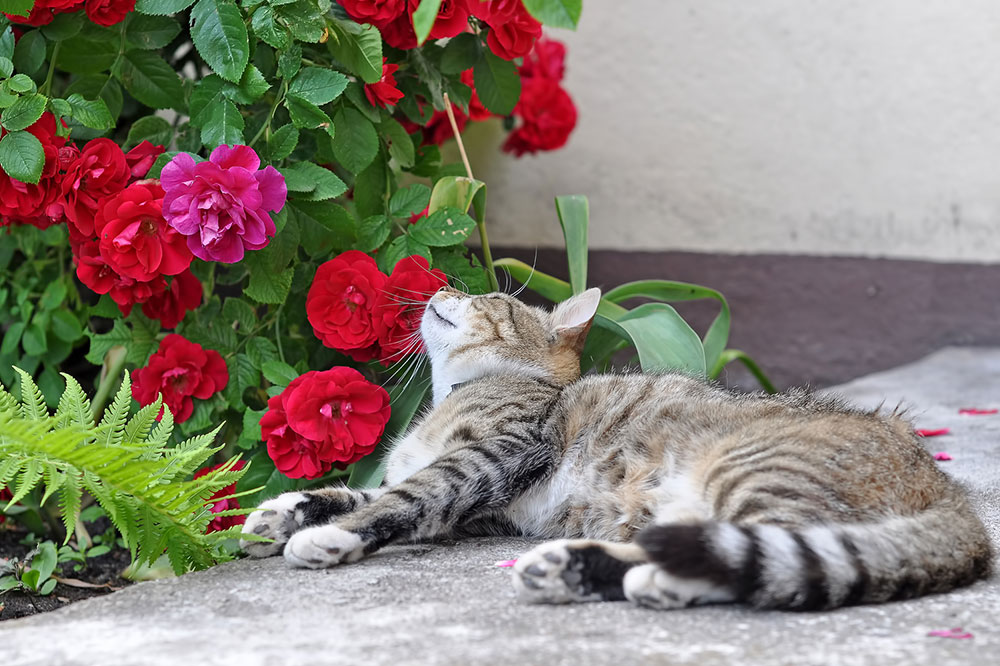 8 Pet Toxicity Signs and Symptoms
