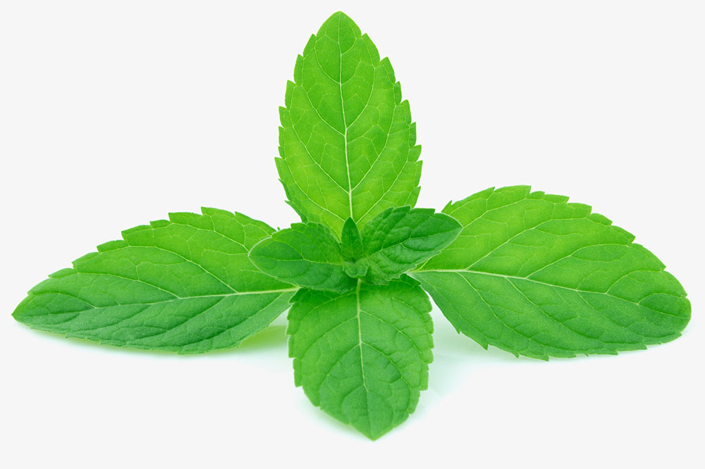 Natural Plant Remedies to Protect Pets From Fleas and Ticks