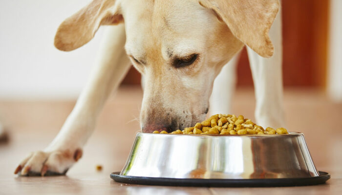 Tips for Managing Food Allergies in Dogs