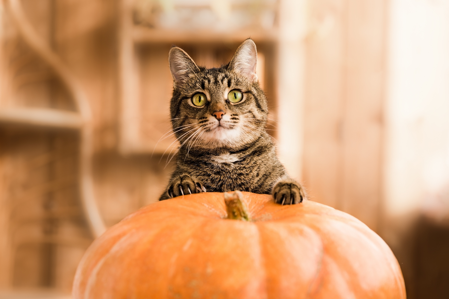 5 Human Foods That Are Safe For Cats