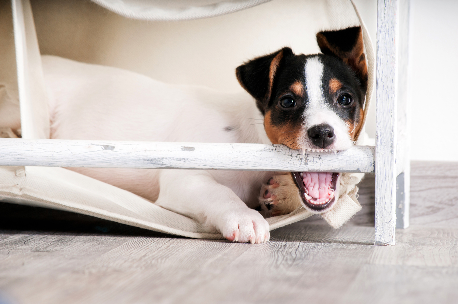 10 Ways Dogs Try to Communicate